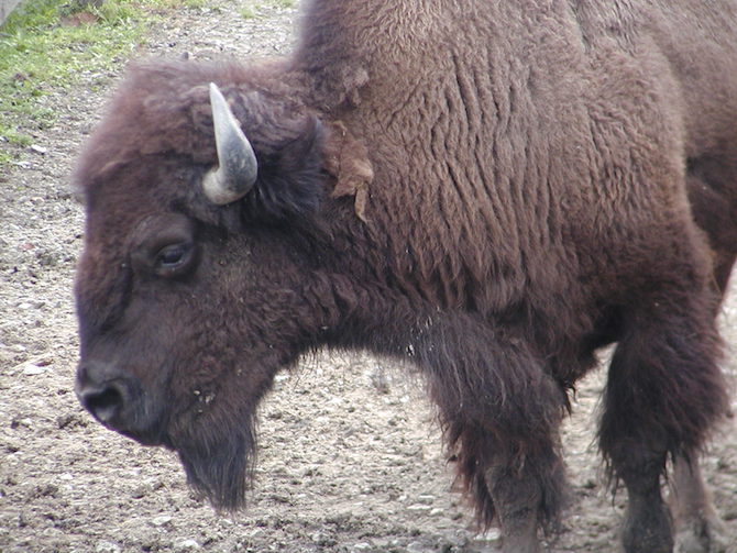 Büffel
